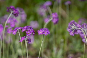 Obraz premium Like tiny violet stars dancing above the grass, bird's-eye primroses announce the arrival of spring. Blooming bird's-eye primrose (Primula farinosa) with purple flowers in a spring meadow. 