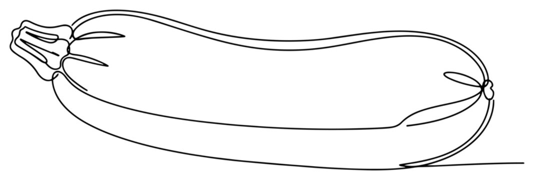 Zucchini squash or courgette vegetable in continuous line art style