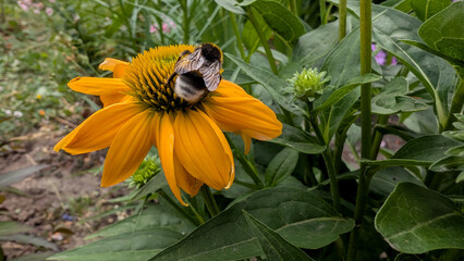 Close-up of a bumblebee collecting nectar on a yellow coneflower (Echinacea).  © Inha