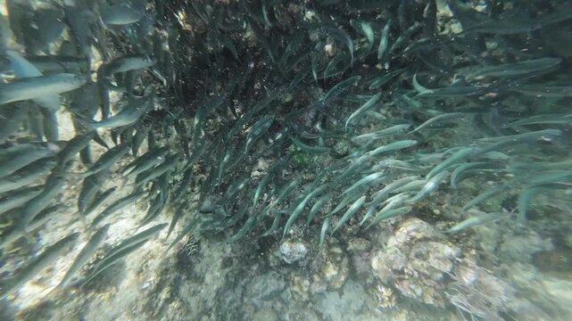 Underwater view of shoal of sardine fish swimming in sea, 4k