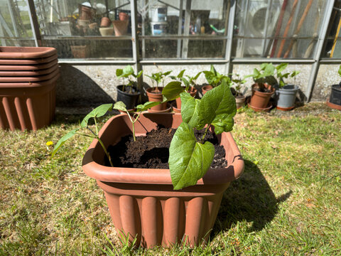Pot of runner bean seedling plants in compost after planting outside a greenhouse in sunlight