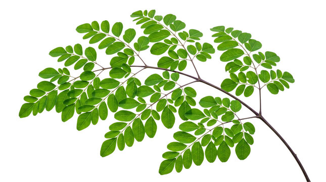 Moringa oleifera leaf branch isolated on transparent background