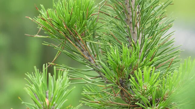 Vibrant green pine needles fill the frame. Each needle has fine texture and fresh color. Brown branch supports the dense foliage. Tiny insects cling to the needles