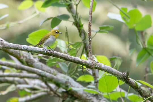 Indian White-eye (Zosterops palpebrosus) Perched on a Branch in Natural Habitat