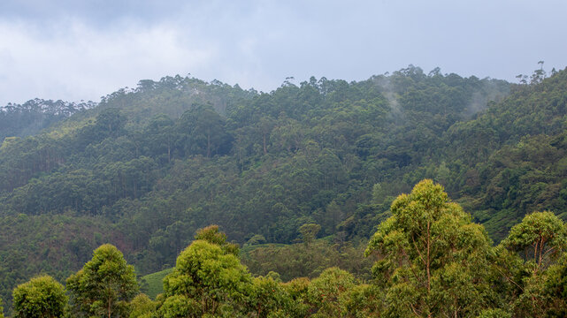 Panoramic View of Misty Hills and Lush Green Valleys in Munnar, Kerala, India