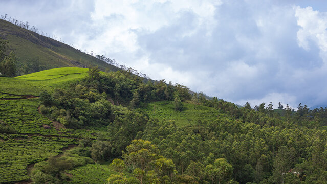 Panoramic View of Misty Hills and Lush Green Valleys in Munnar, Kerala, India
