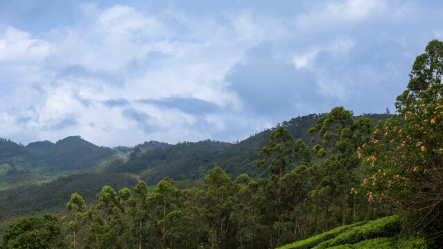 Panoramic View of Misty Hills and Lush Green Valleys in Munnar, Kerala, India