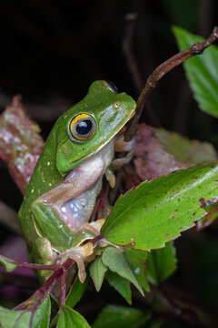 Close-up of Malabar Gliding Frog (Rhacophorus malabaricus) in Kerala, India