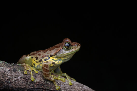 Close-up of Ghatixalus asterops Tree Frog Perched on a Branch Against Black Background