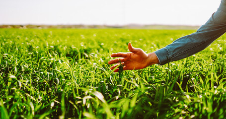 A person stands in a field holding a bunch of grass with roots. The sun shines brightly, highlighting the vibrant green grass. The scene shows agricultural work and nature. © maxbelchenko