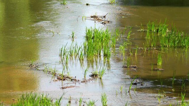 Calm water flows over green grass patches. Shallow stream carries floating leaves and sticks. Sunlight glints on the moving water surface. Aquatic plants grow in the floodwater