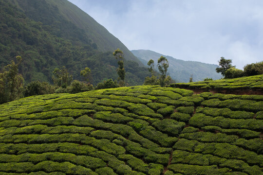 Cloud-Covered Mountain Landscape in Munnar, Kerala