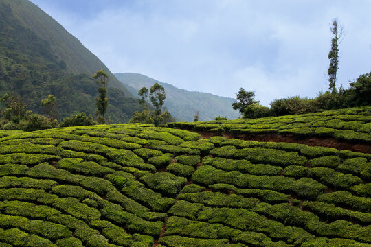 Cloud-Covered Mountain Landscape in Munnar, Kerala
