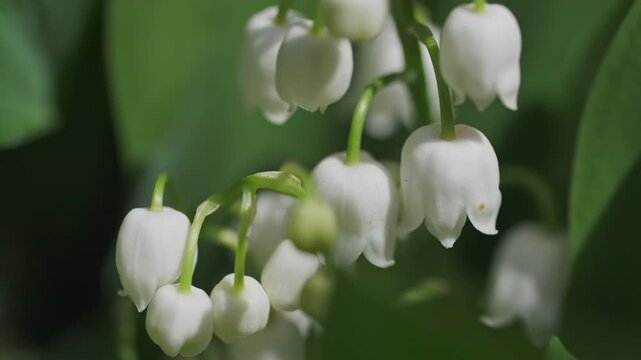 Lily of the valley flower blooming in a spring garden. Close up view of white bell shaped blossom with green leaf, 4k
