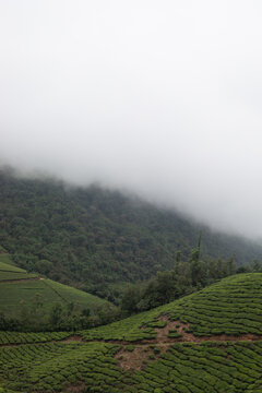 Cloud-Covered Mountain Landscape in Munnar, Kerala