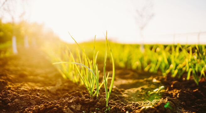Green plants are growing in a field as sunlight filters through them during the evening. The scene shows the richness of nature and the beauty of growth.
