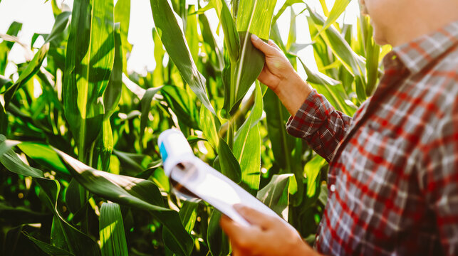 An experienced farmer works in a cornfield with a tablet. A male agronomist checks the quality of corn with a tablet. Concepts of gardening, farming, and agriculture.