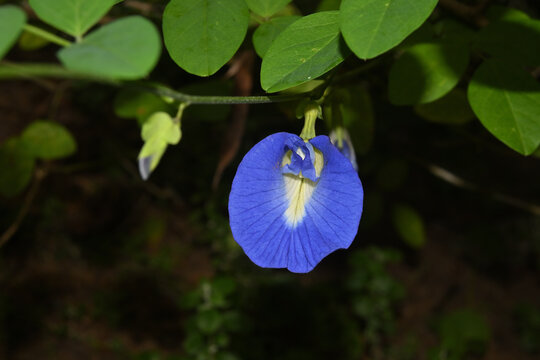 A single layered butterfly pea flower in bloom in the garden