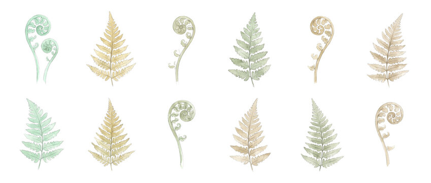 Watercolor fern leaves botanical illustration collection on black background. Elegant green and gold foliage set with fiddlehead and koru fronds for rustic natural design patterns and minimal clip art