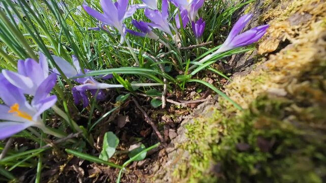 Tracking view of violet crocus flowers on meadow in springtime park, 4k