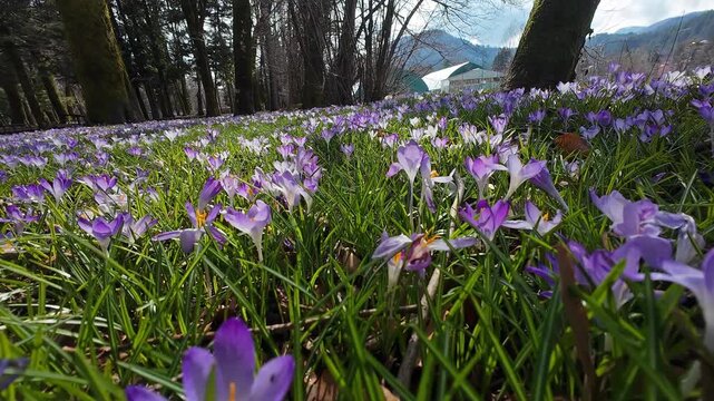 Tracking view of violet crocus flowers on meadow in springtime park, 4k