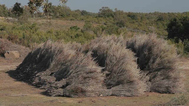 Large bundles of dry twigs and brushwood stacked neatly on the ground in a countryside setting. Ideal for rural, agricultural, and traditional lifestyle themes.