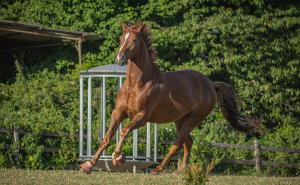 Fuchswallach im freien Galopp auf der Koppel vor einer leeren Heuraufe im Sommer in der Sonne