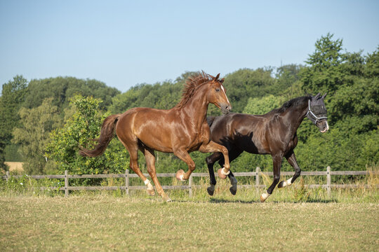 Integration eines neuen Pferdes: Kennenlernen im vollen, kraftvollen Galopp auf der Koppel bei Sonne im Sommer