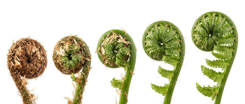 Fern fiddlehead growth stages unfurling in a sequence against black background, showing green spiral fronds opening from bud to leafy frond branch, representing nature cycle, life evolution, new begin