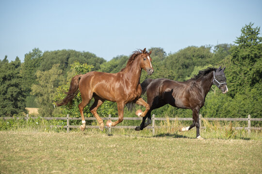 Integration eines neuen Pferdes: Kennenlernen im vollen, kraftvollen Galopp auf der Koppel bei Sonne im Sommer