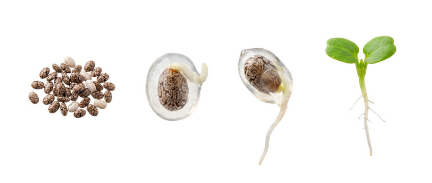 Chia seed germination growth stages sprouting from dry seed to green seedling macro sequence isolated on white background, illustrating clean scientific biological development cycle. Plant life growth