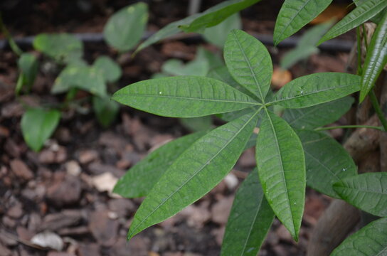 Money tree plant (Pachira Aquatica) . Nature, gardening ,growing houseplants, concept. 