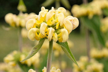 Obraz premium Pale yellow Phlomis russeliana, or Turkish sage, in flower.