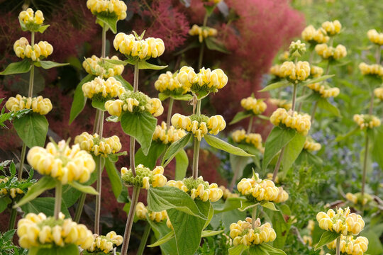 Pale yellow Phlomis russeliana, or Turkish sage, in flower.