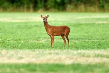 Fototapeten Rehe young roe deer buck in a field  © Duvekot Fotografie