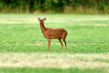 young roe deer buck in a field © Duvekot Fotografie