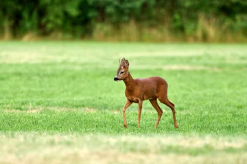 Fototapeten Rehe young roe deer buck in a field  © Duvekot Fotografie