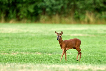young roe deer buck in a field © Duvekot Fotografie