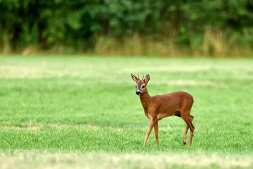 Fototapeten Rehe young roe deer buck in a field  © Duvekot Fotografie