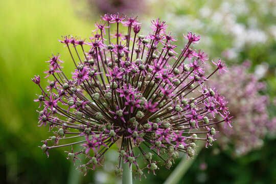 Purple Allium, ornamental onion &lsquo;Miami&rsquo; in flower.