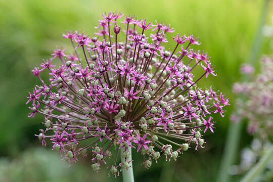 Purple Allium, ornamental onion &lsquo;Miami&rsquo; in flower.