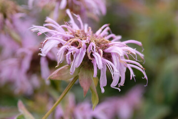 Fototapeta premium Monarda bradburiana, the eastern beebalm or Bradbury's beebalm in flower.