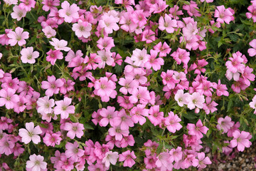 Fototapeta premium Pink Geranium x oxonianum, cranesbill ‘Rose Clair’ in flower.