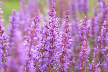 Obraz premium Purple Salvia sylvestris ‘Serenade’, wood sage, in flower.