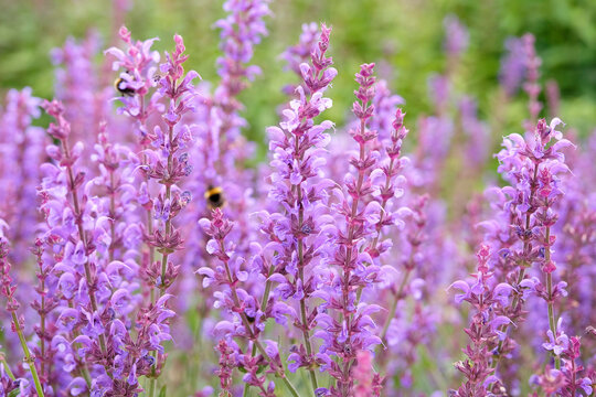 Purple Salvia sylvestris &lsquo;Serenade&rsquo;, wood sage, in flower.