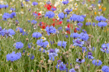 Obraz premium Blue Centaurea cyanus, commonly known as cornflower or bachelor's button in flower.
