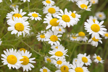 Fototapeta premium White and yellow leucanthemum vulgare, wild marguerite or ox eye daisy in flower.