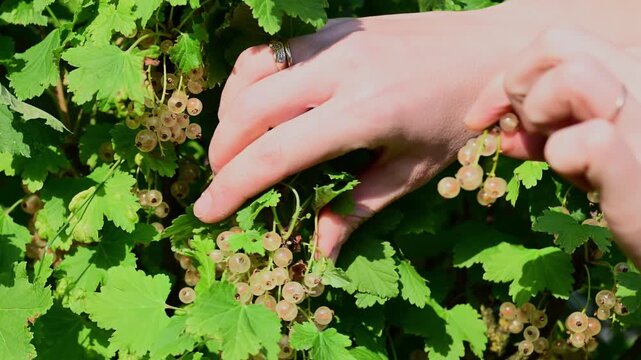 a person's hands carefully harvesting a cluster of ripe white currants from a lush green bush on a bright, sunny day.