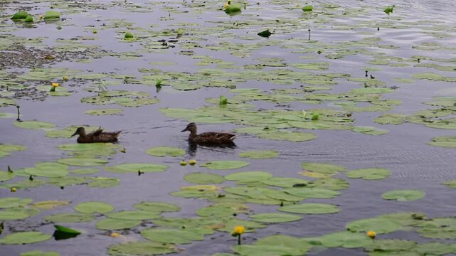 Two female mallard ducks swim peacefully across a tranquil pond densely covered with vibrant green lily pads and scattered yellow water lilies.