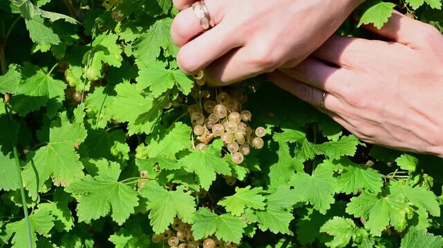 a person's hands carefully harvesting a cluster of ripe white currants from a lush green bush on a bright, sunny day.